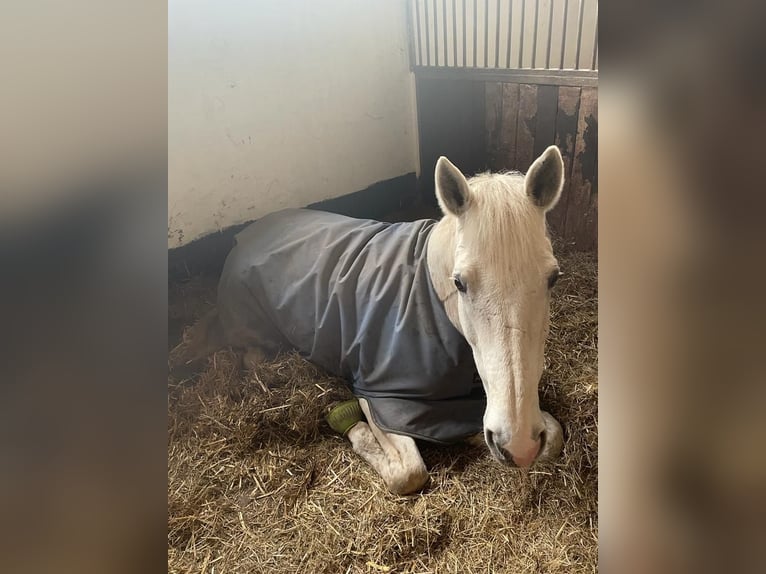 Westfaliano Castrone 13 Anni 174 cm Grigio in Berne