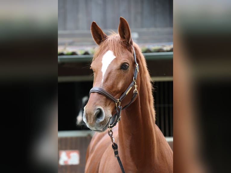 Westfaliano Castrone 13 Anni 174 cm Sauro in Bad Soden am Taunus