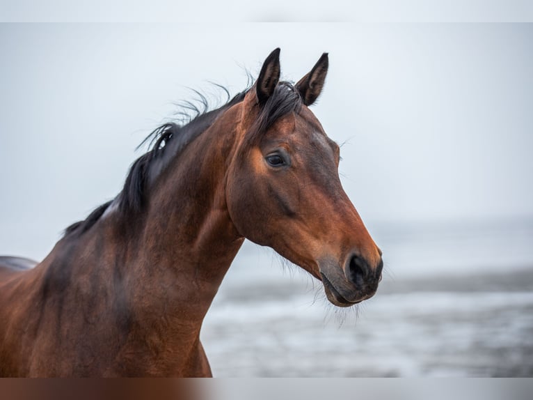 Westfaliano Castrone 13 Anni 177 cm Baio in Emden