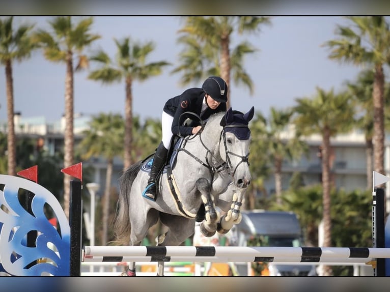 Westfaliano Castrone 13 Anni 178 cm Grigio in Bergheim