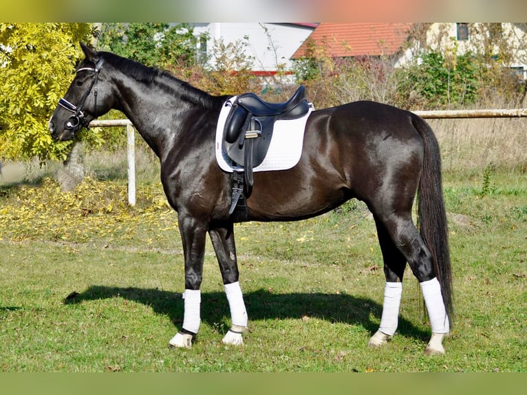 Westfaliano Castrone 13 Anni 178 cm Morello in Stössing