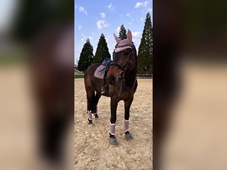 Westfaliano Castrone 13 Anni 181 cm Baio scuro in Siegen