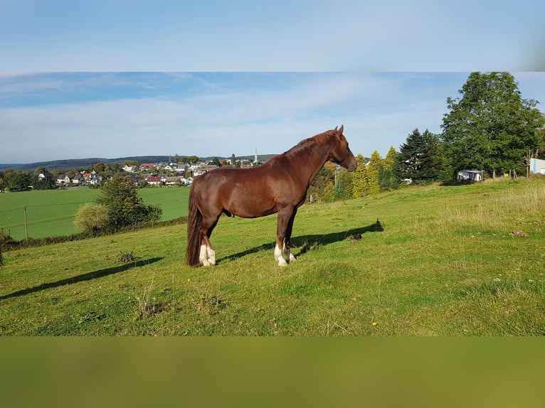 Westfaliano Mix Castrone 14 Anni 157 cm in Wetter (Ruhr)