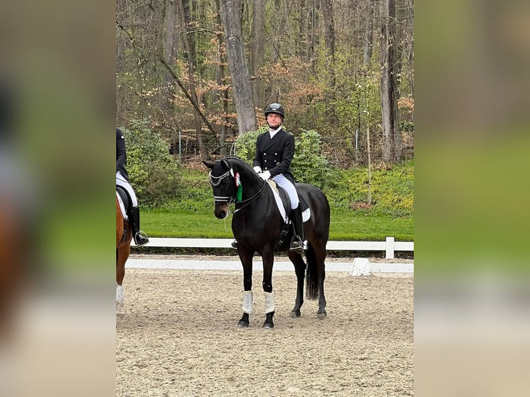 Westfaliano Castrone 14 Anni 163 cm Baio nero in Herbstein