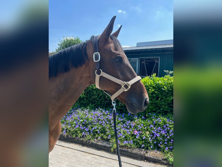 Westfaliano Castrone 14 Anni 164 cm Baio in Bergisch Gladbach