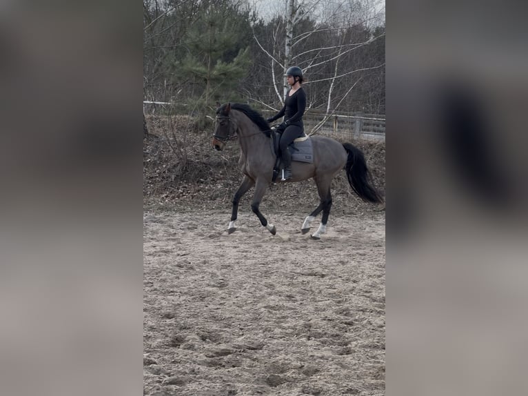 Westfaliano Castrone 14 Anni 165 cm Baio ciliegia in Wola Kazubowa