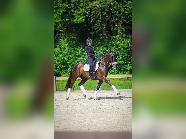 Westfaliano Castrone 14 Anni 165 cm Morello in Hagendorn