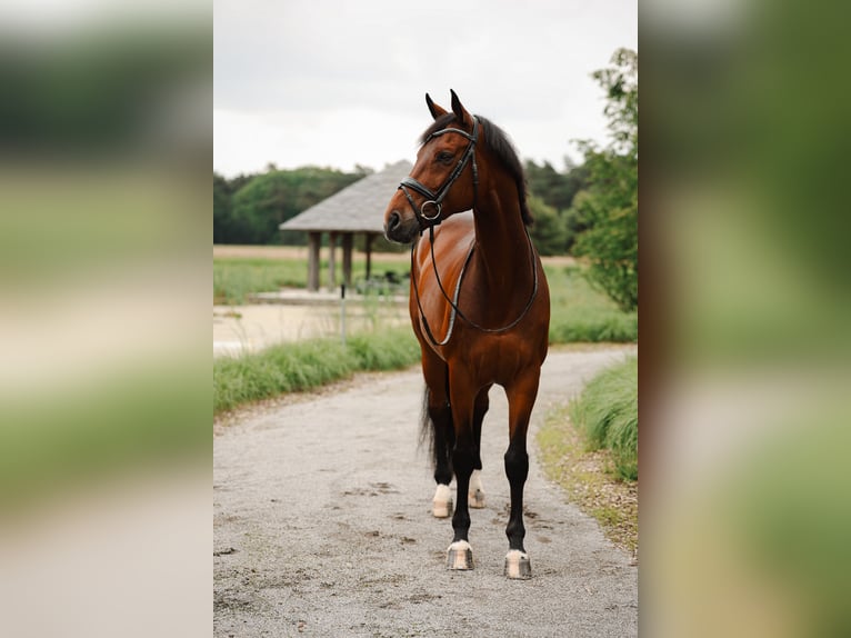 Westfaliano Castrone 14 Anni 168 cm Baio in Mol