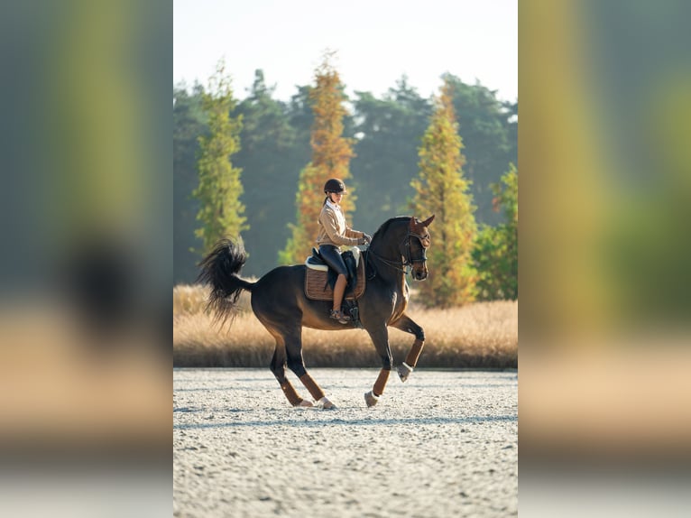 Westfaliano Castrone 14 Anni 168 cm Baio in Mol