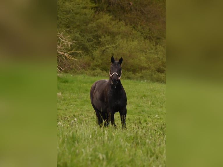 Westfaliano Castrone 14 Anni 169 cm Morello in Ohmbach