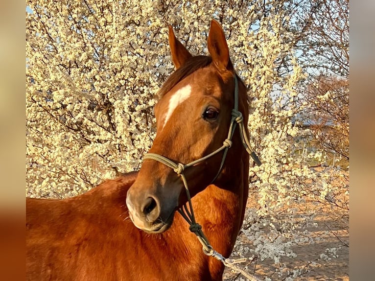 Westfaliano Castrone 14 Anni 171 cm Sauro in Hettstedt