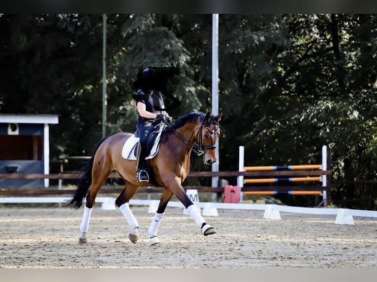 Westfaliano Castrone 14 Anni 172 cm  in Essen