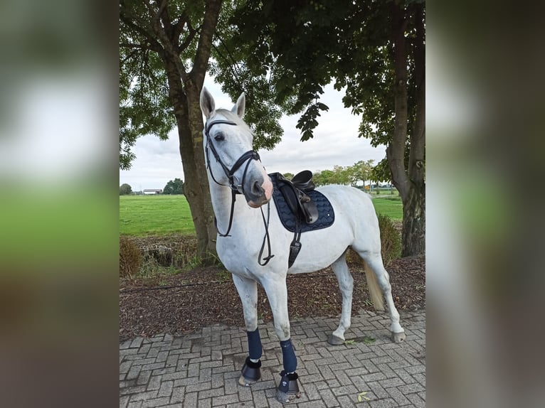 Westfaliano Castrone 14 Anni 174 cm Grigio in Berne