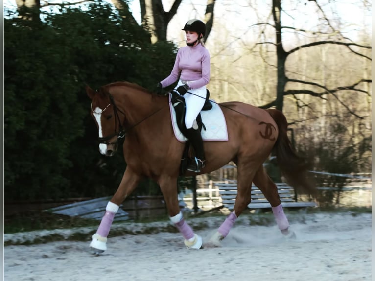 Westfaliano Castrone 14 Anni 174 cm Sauro in Durmersheim