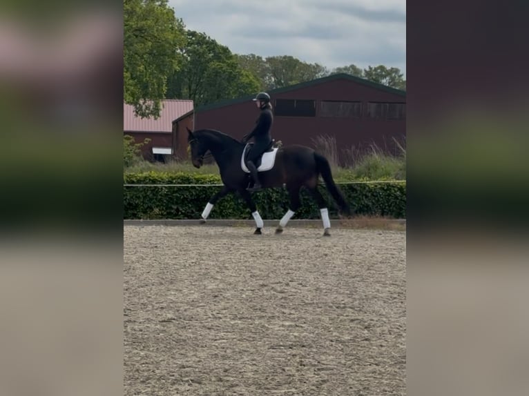 Westfaliano Castrone 14 Anni 175 cm  in Lingen