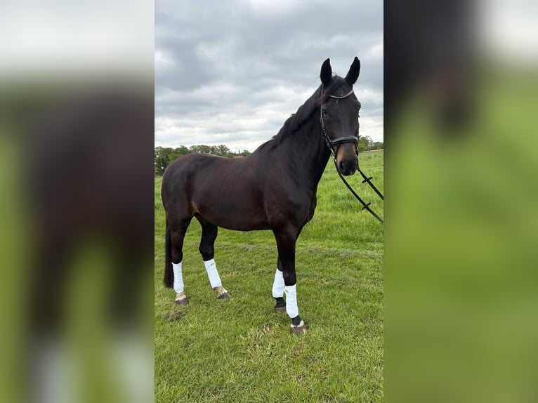 Westfaliano Castrone 14 Anni 175 cm  in Lingen