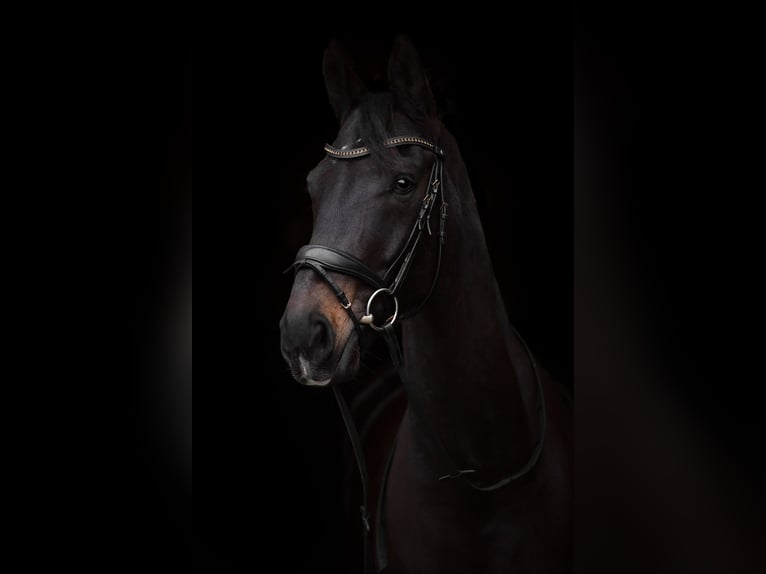Westfaliano Castrone 14 Anni 175 cm  in Lingen