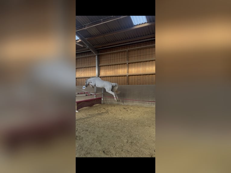 Westfaliano Castrone 14 Anni 175 cm Grigio trotinato in Kassel