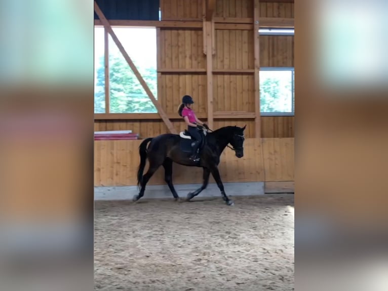 Westfaliano Castrone 14 Anni 180 cm  in Bad hersfeld
