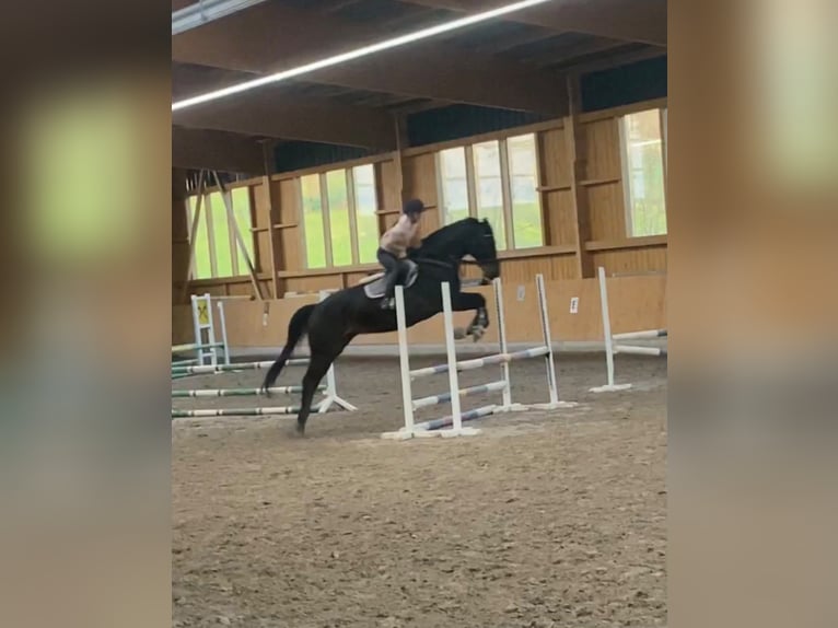 Westfaliano Castrone 14 Anni 180 cm  in Bad hersfeld