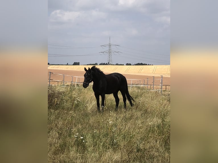 Westfaliano Castrone 15 Anni 164 cm Morello in Nordheim