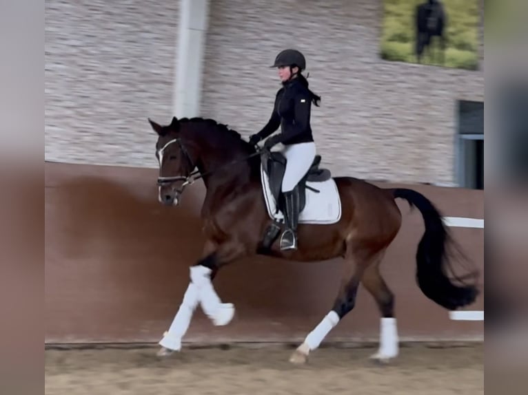 Westfaliano Castrone 15 Anni 165 cm Baio in Wehringen