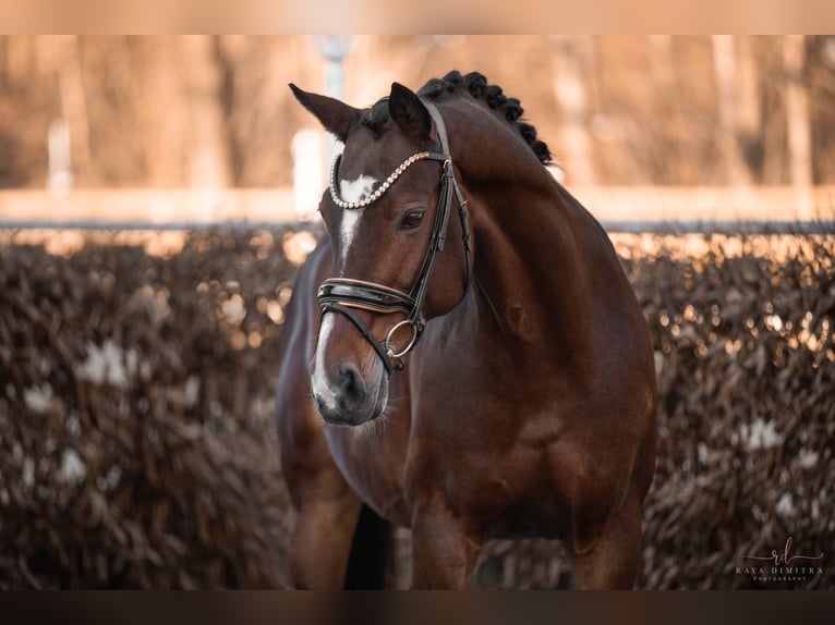 Westfaliano Castrone 15 Anni 165 cm Baio in Wehringen