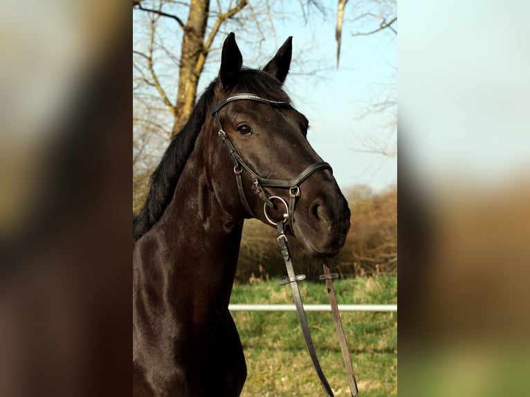 Westfaliano Castrone 15 Anni 167 cm Morello in Pirmasens