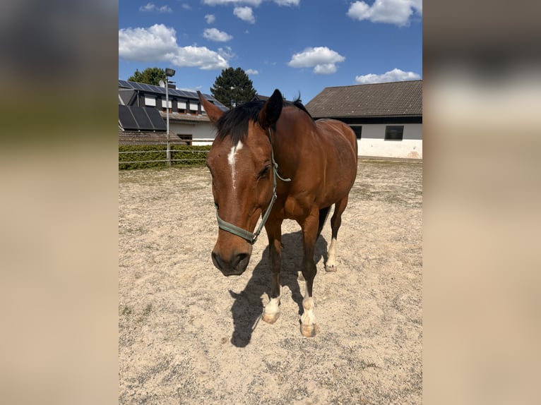 Westfaliano Castrone 15 Anni 168 cm Baio in Lauterbach