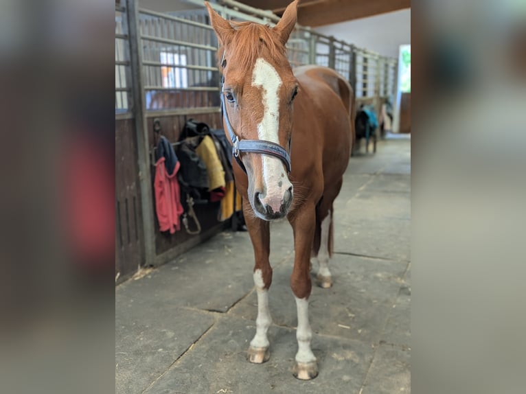 Westfaliano Castrone 15 Anni 170 cm Sauro in Hallbergmoos
