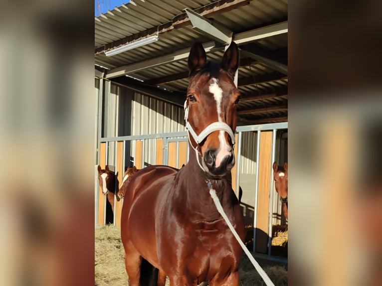 Westfaliano Castrone 15 Anni 172 cm Baio in Bergisch Gladbach