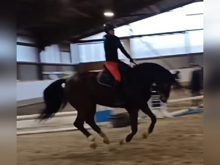 Westfaliano Castrone 15 Anni 172 cm Baio in Bergisch Gladbach