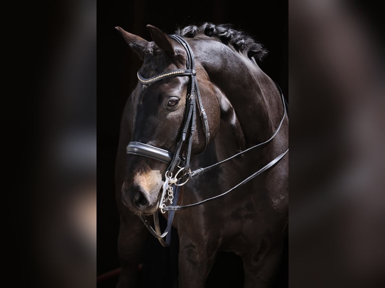 Westfaliano Castrone 15 Anni 172 cm Baio nero in Mömbris