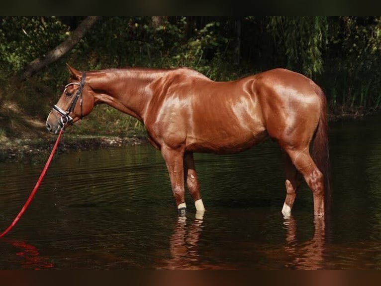 Westfaliano Castrone 15 Anni 174 cm Sauro in ArnsbergArnsberg