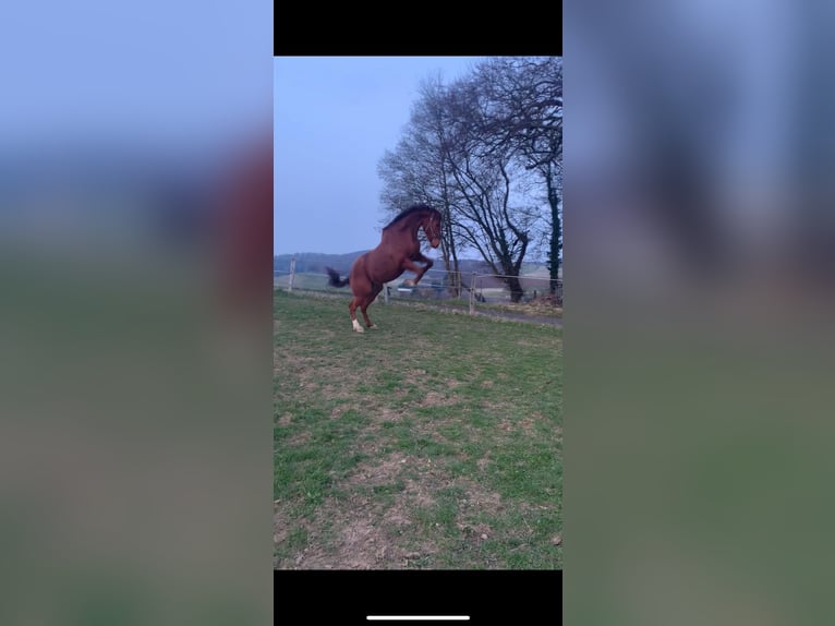 Westfaliano Castrone 15 Anni 174 cm Sauro in ArnsbergArnsberg