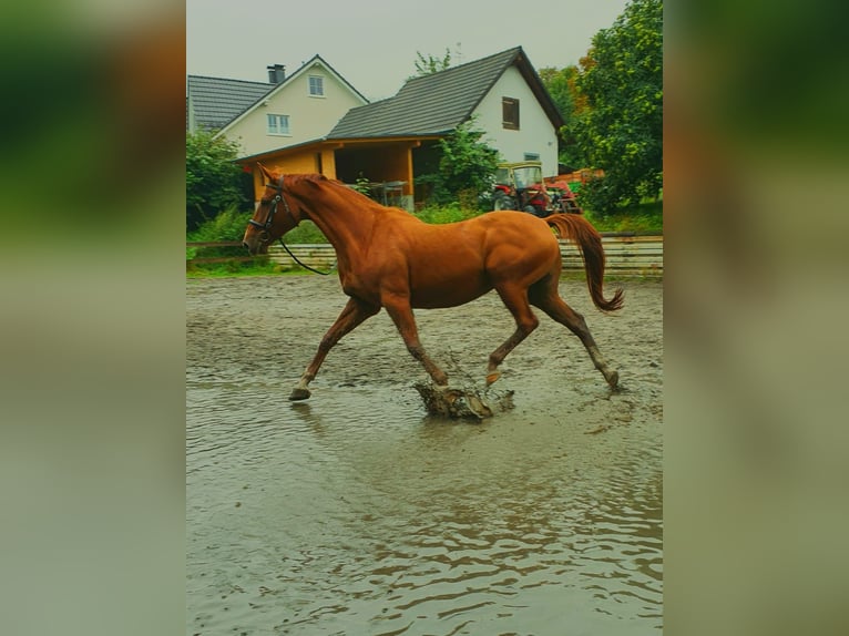 Westfaliano Castrone 15 Anni 174 cm Sauro in ArnsbergArnsberg