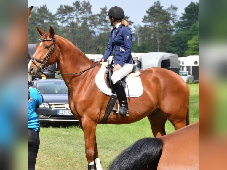 Westfaliano Castrone 15 Anni 174 cm Sauro in ArnsbergArnsberg