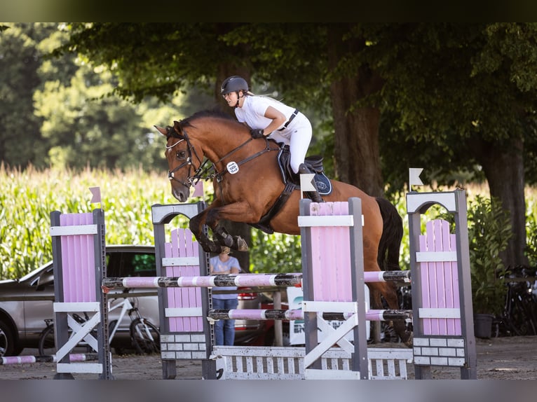 Westfaliano Castrone 15 Anni 175 cm Baio in Marl