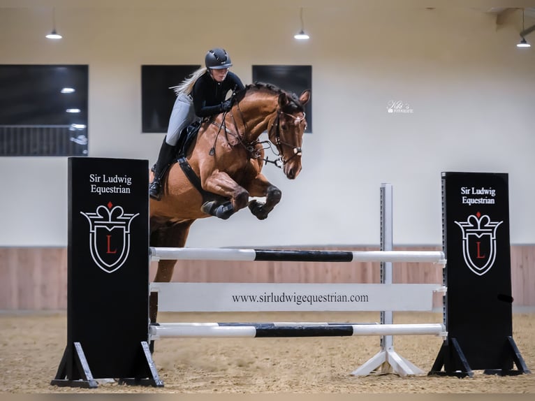 Westfaliano Castrone 15 Anni 175 cm Baio in Marl