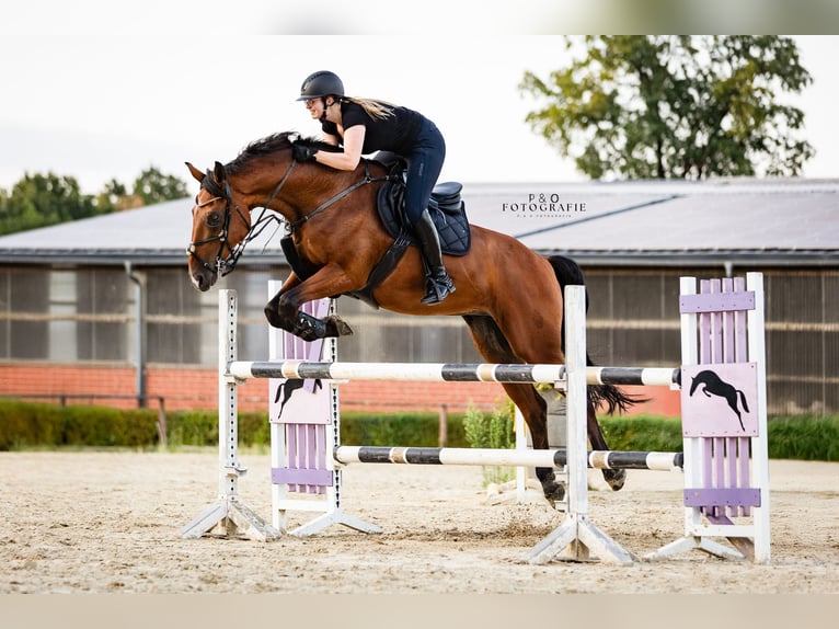 Westfaliano Castrone 15 Anni 175 cm Baio in Marl
