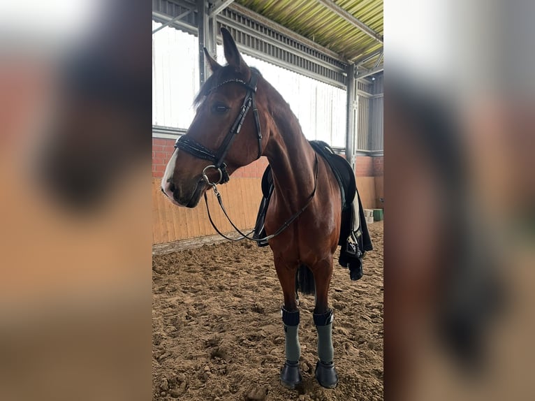 Westfaliano Castrone 15 Anni 175 cm Baio in Lüdinghausen Westfaliano Castrone 15 Anni 175 cm Baio in Lüdinghausen