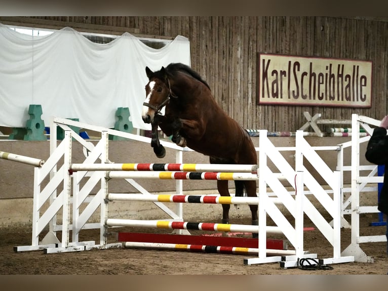 Westfaliano Castrone 15 Anni 175 cm Baio in Schwegenheim