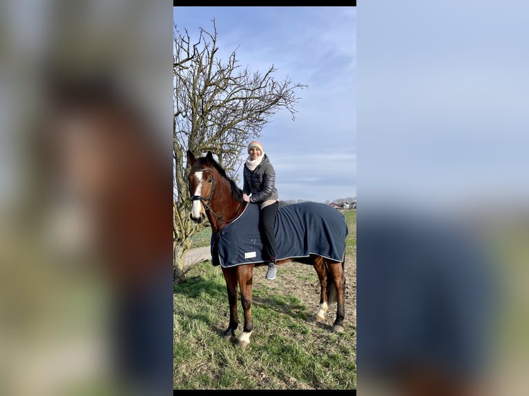 Westfaliano Castrone 15 Anni 175 cm Baio in Schwegenheim