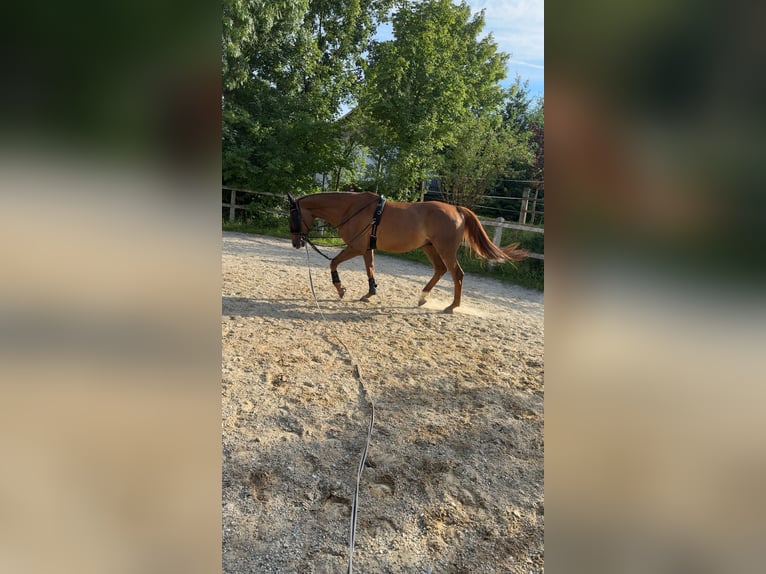 Westfaliano Castrone 15 Anni 175 cm Sauro in Haag an der Amper