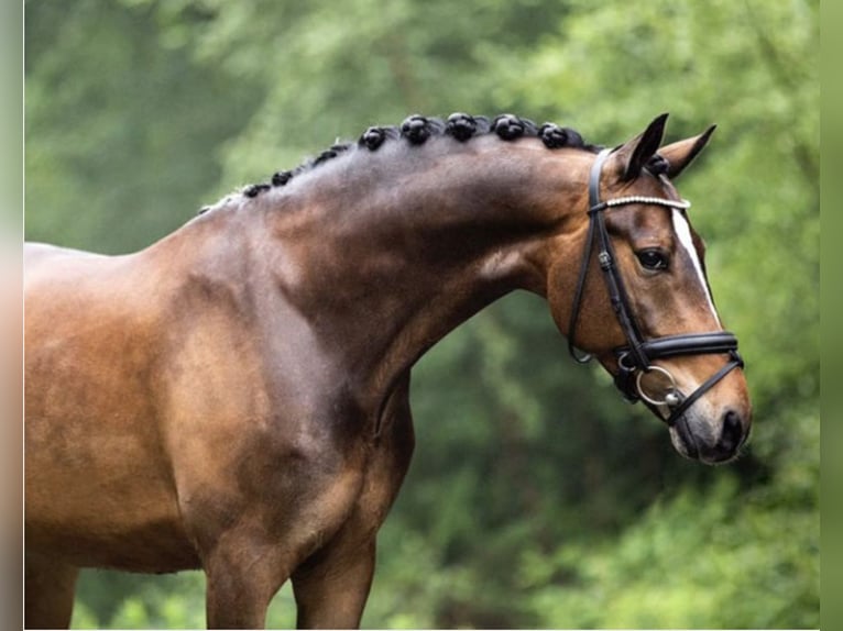 Westfaliano Castrone 16 Anni 148 cm Baio scuro in Wicklow