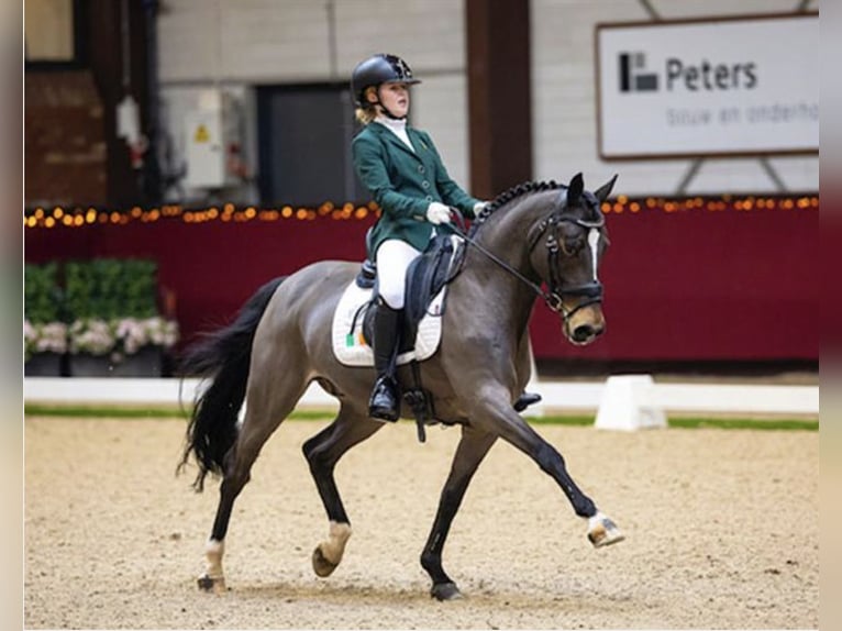 Westfaliano Castrone 16 Anni 148 cm Baio scuro in Wicklow