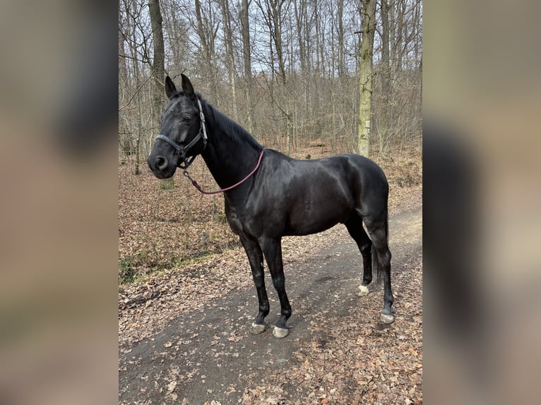 Westfaliano Castrone 16 Anni 160 cm Morello in Sindelfingen