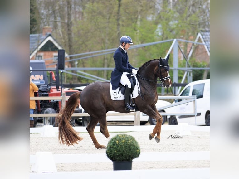 Westfaliano Castrone 16 Anni 165 cm Sauro scuro in Mol