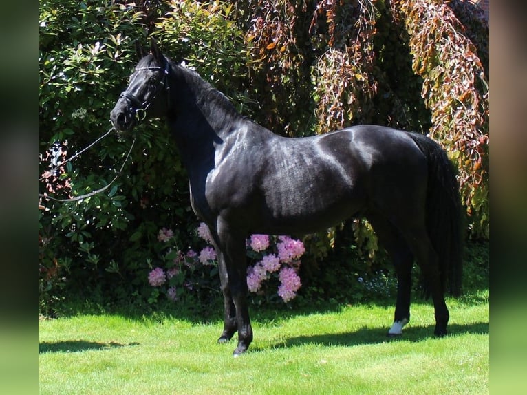 Westfaliano Castrone 16 Anni 168 cm Baio nero in Datteln