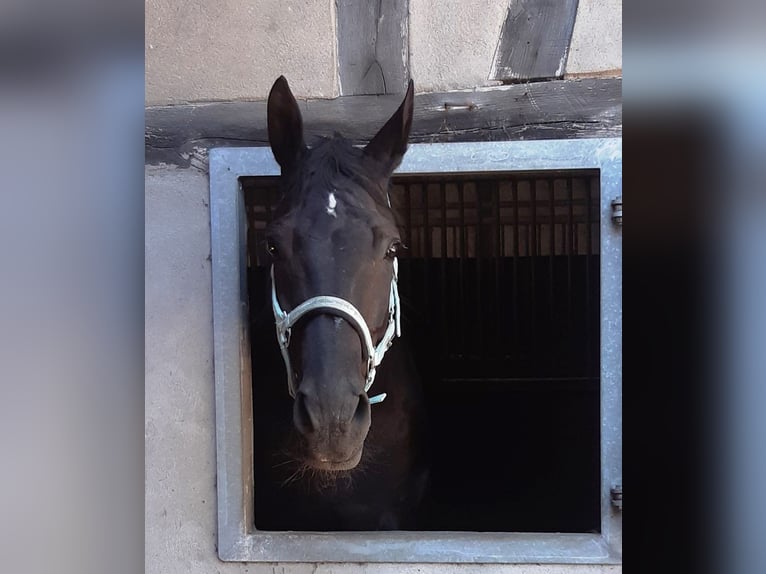 Westfaliano Castrone 16 Anni 168 cm Baio nero in Datteln